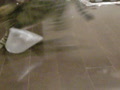 ビニール袋の風船で遊ぶ猫