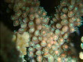 2010珊瑚の産卵