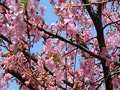 桜とメジロ　 20011/2/27 東村山