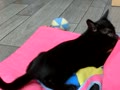 子猫　黒ちゃん　１．５ヶ月