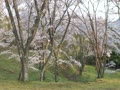 可部運動公園　朝日を浴びる桜
