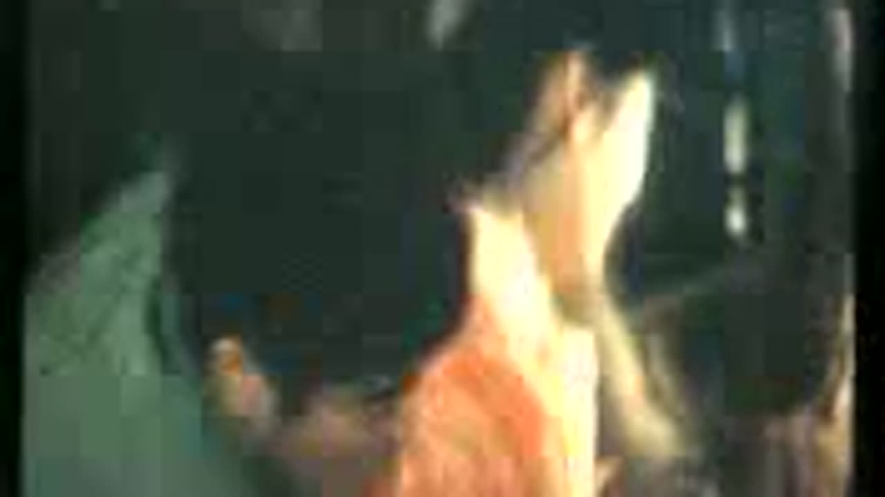 南野陽子（高島さん陽子ちゃん何をするの？） - FC2 Video